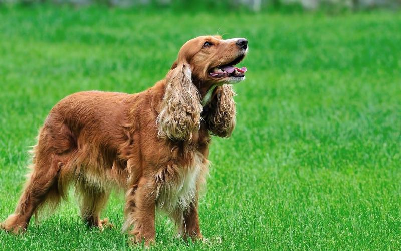 Featured image of post Fabric-CA 学习笔记